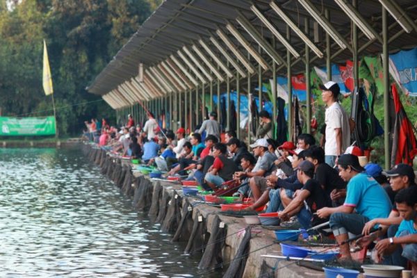 Umpan Ikan Mas Paling Jitu Untuk Lomba Maupun Harian