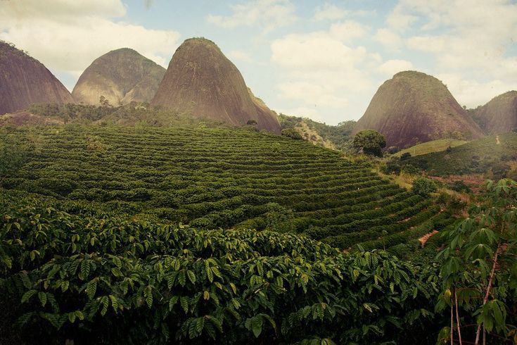 Fakta Menarik Kebun Kopi Yang Ada Di Indonesia