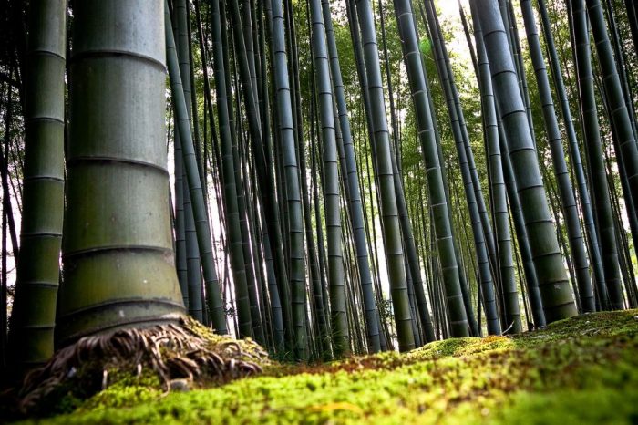 Mesin Pembelah Bambu  Untuk Kerajinan Bambu  Terbaru 2022