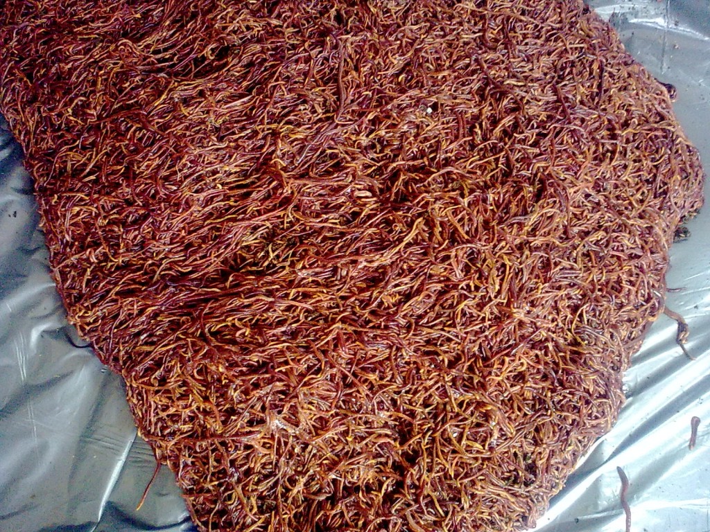 Cacing Tanah pakan ayam alternatif