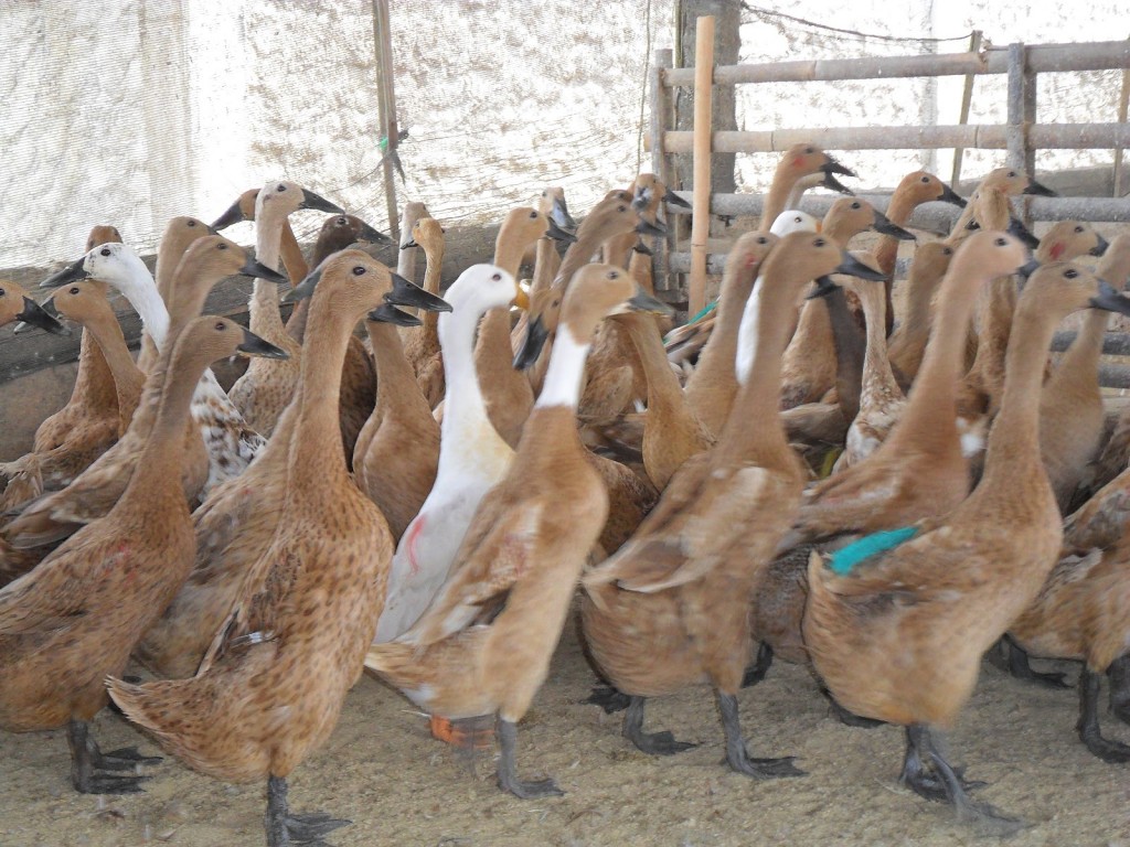 Memilih bahan Pakan Itik