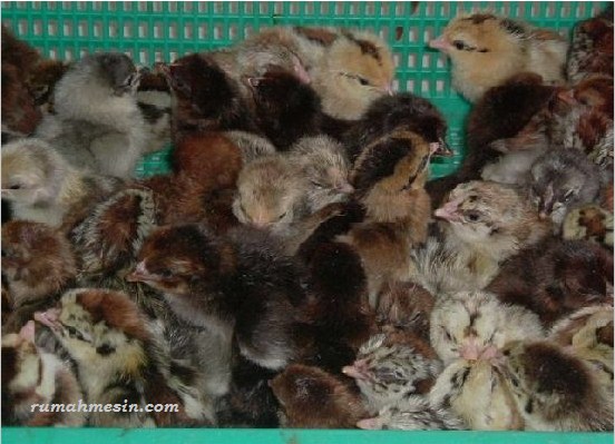 memilih bibit ayam kampung