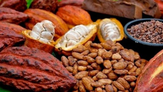 alat belah biji kakao