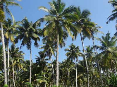 Manfaat Daun Kelapa Bagi Kehidupan Sehari-hari dan Masyarakat