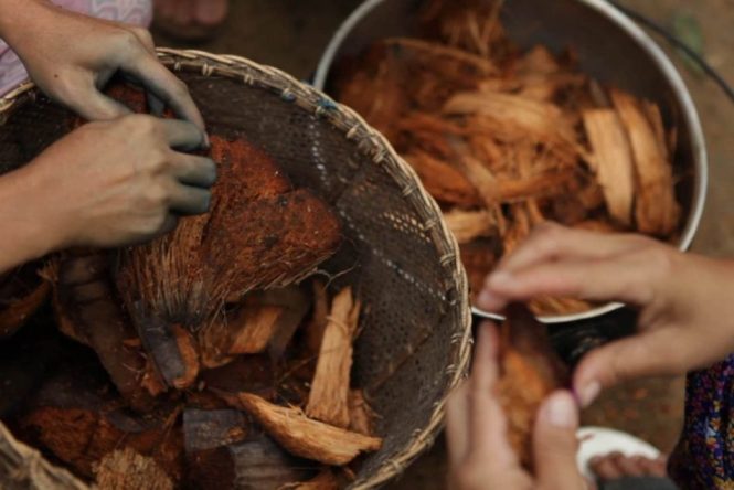 Cara Menanam Anggrek Dengan Sabut Kelapa Yang Baik Dan Mudah