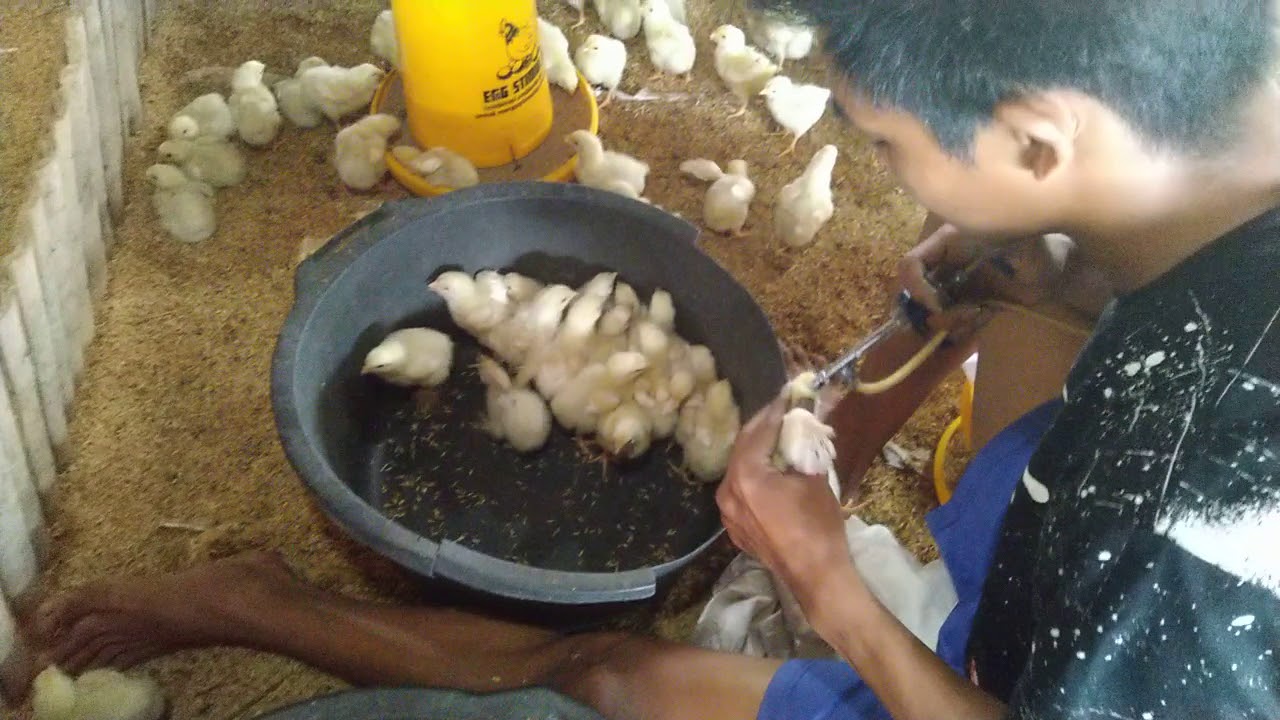 cara ternak ayam potong tanpa vaksin